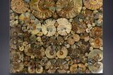 Eye-Catching, Cut and Polished Ammonite Fossil Coffee Table #303664-4